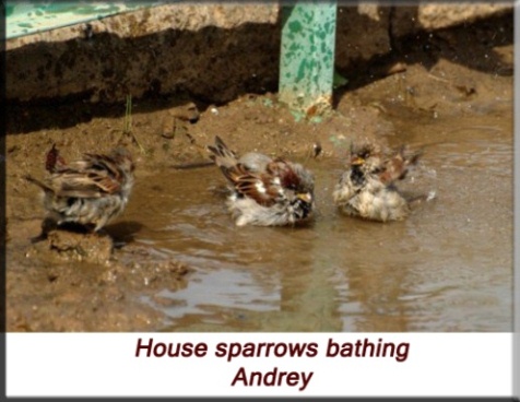 Andrey - House sparrows bathing